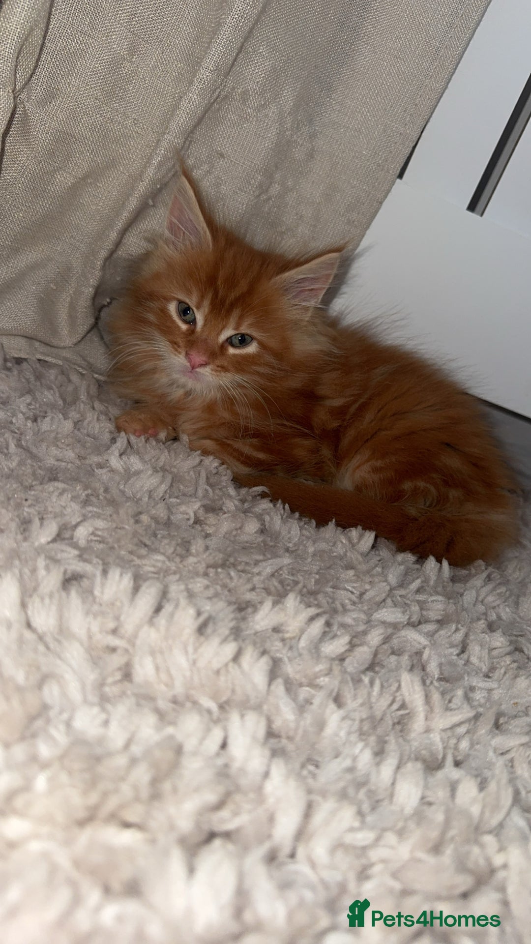 Maine Coon cats for sale: Maincoone kittens  - Advert 3