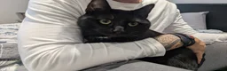 Mixed Breed cats for sale: Shadow tabby he is mixed bengle and short hair in Farnham - Advert 9