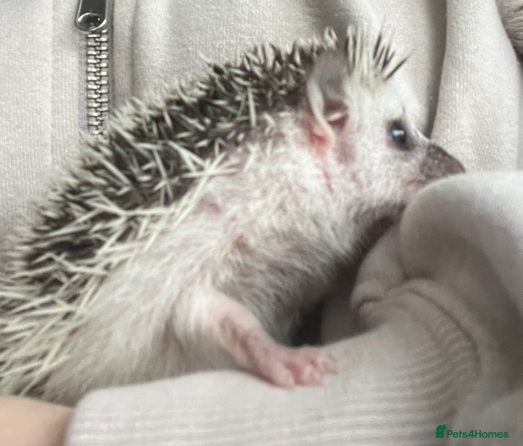 Pygmy Hedgehog rodents for sale: African Pygmy hedgehogs hoglets  - Advert 4
