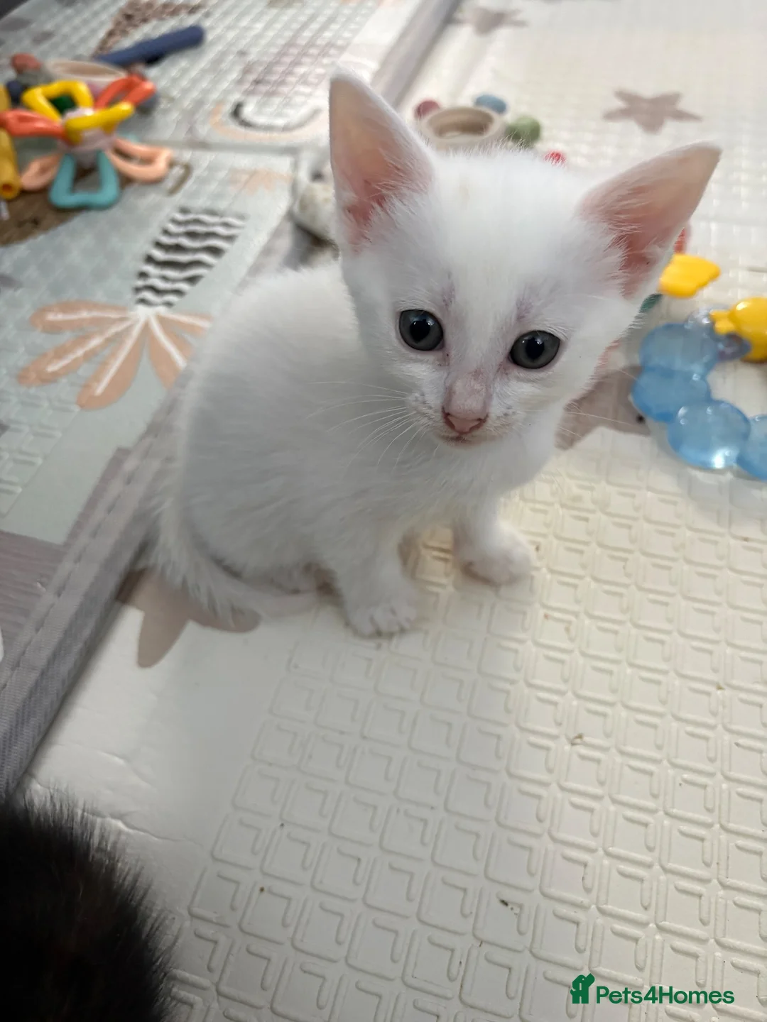 Mixed Breed cats for sale: 4 kittens for sale  - Advert 6