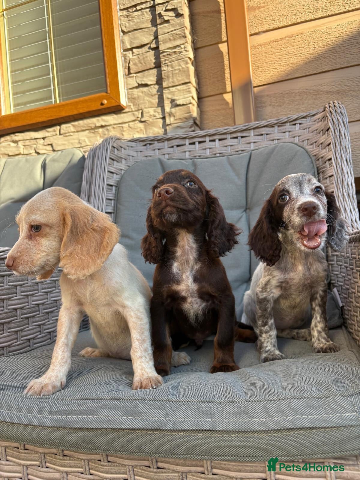 Cocker Spaniel dogs 3 cocker spaniels (council licensed breeders) - Advert 2