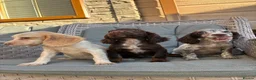 Cocker Spaniel dogs for sale: 3 cocker spaniels (council licensed breeders) - Advert 2