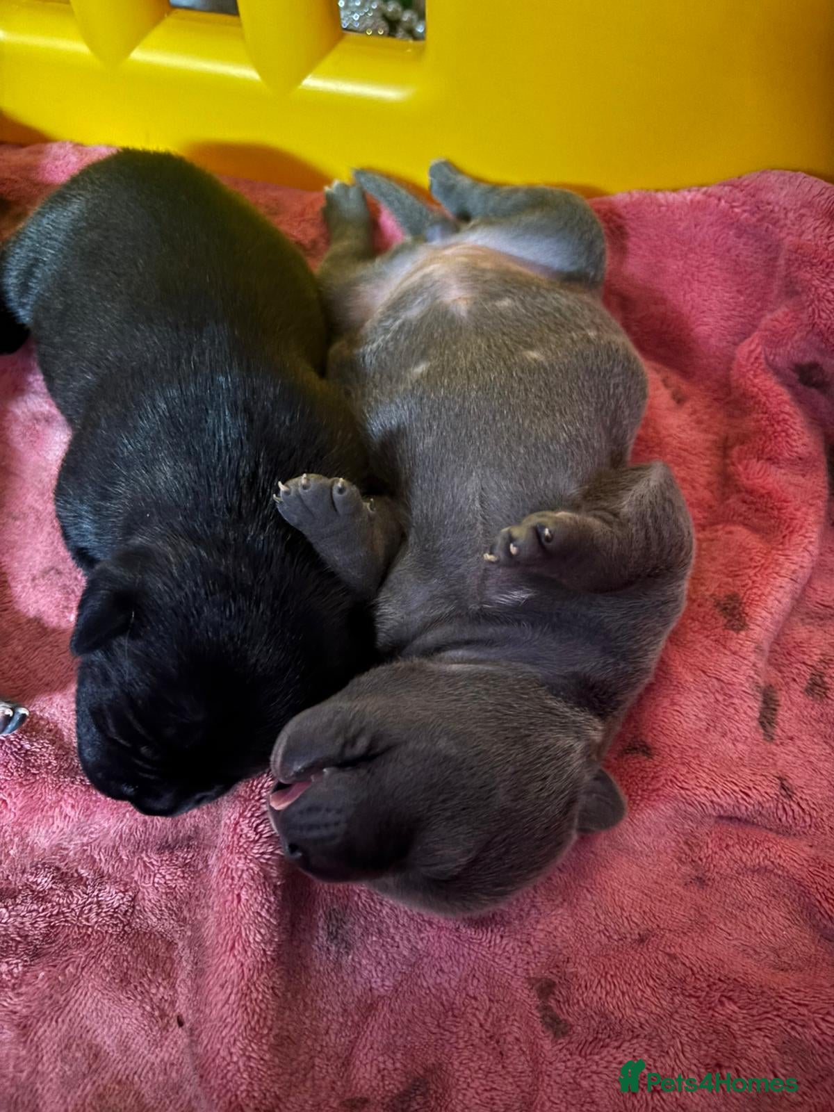 Staffordshire Bull Terrier dogs Blue or black beautifu Staffordshire ball terrier - Advert 1