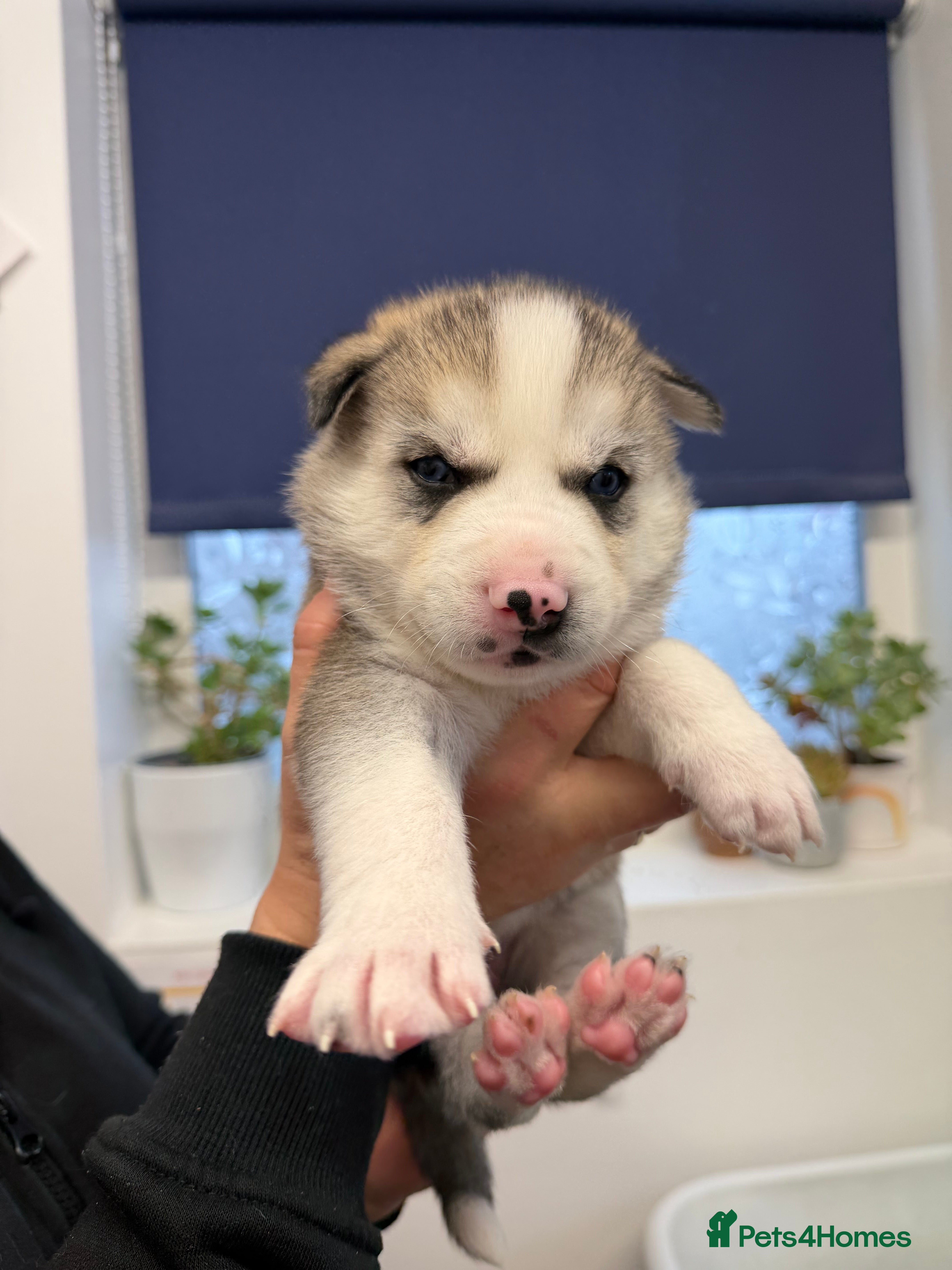 Siberian Husky dogs 1 female 2 male huskies for sale - Advert 11