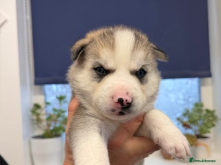 Siberian Husky dogs 2 male huskies for sale - Advert 14