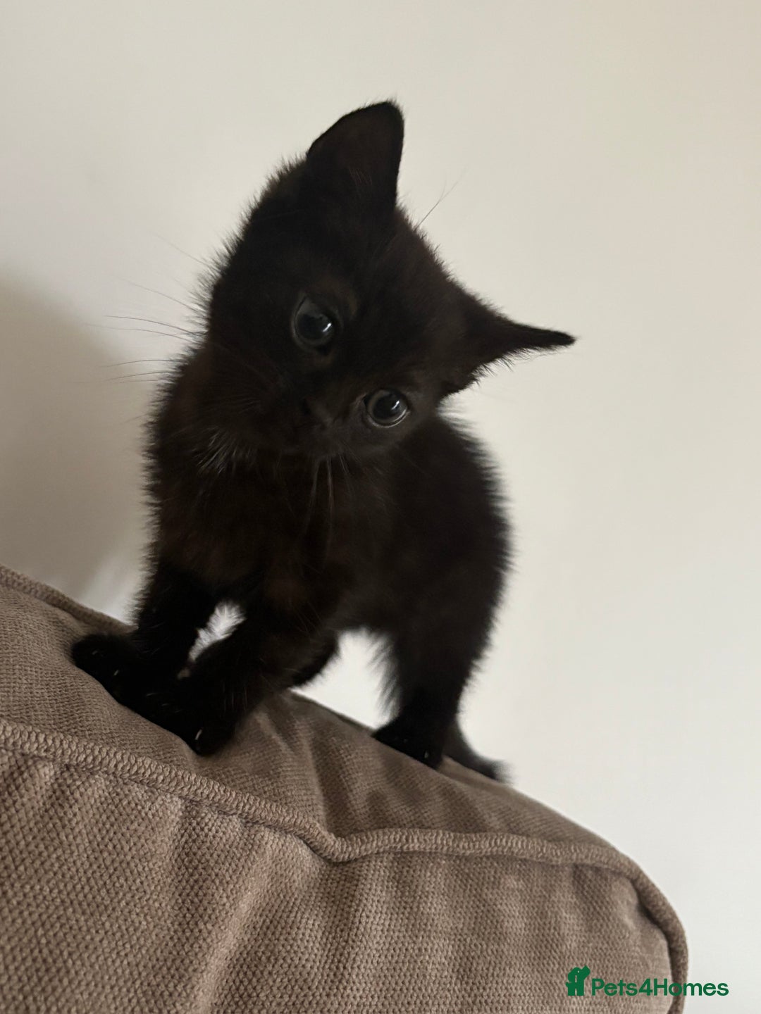 British Shorthair cats for sale: Black girl kitten  - Advert 3
