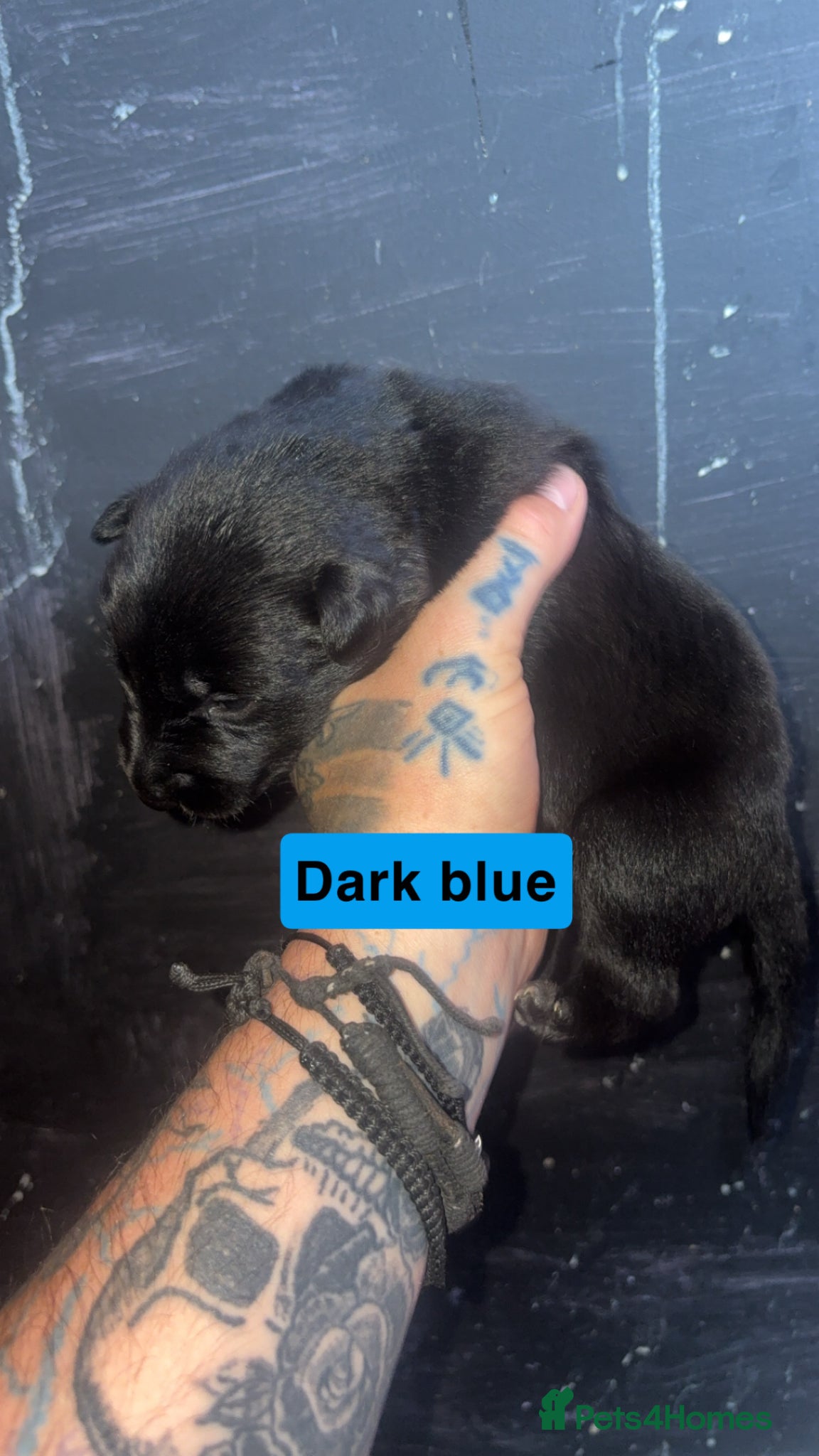 Mixed Breed dogs for sale: Mali X collie puppies - Advert 4