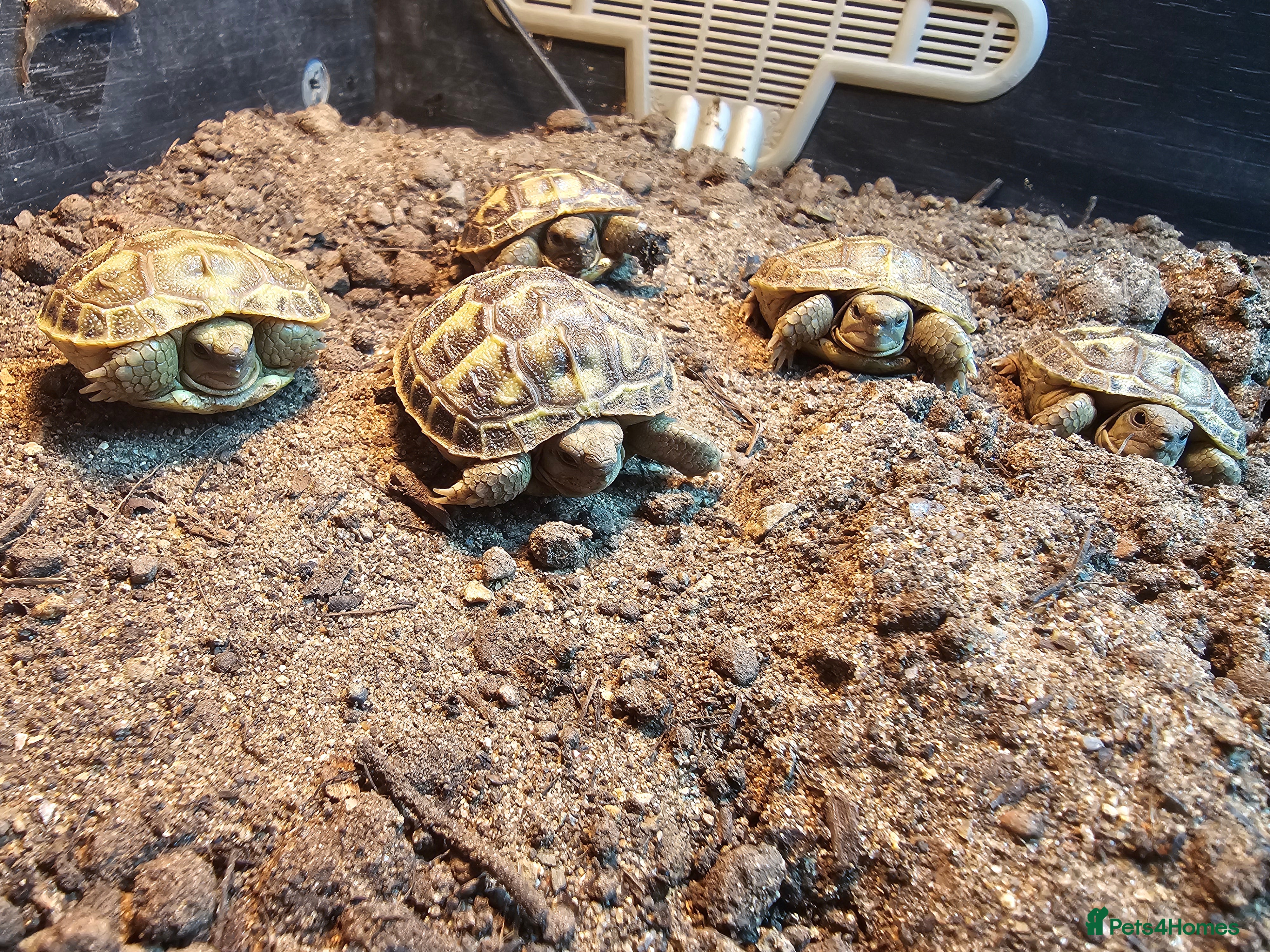 Tortoise reptiles Last 2 remaining - Horsfield Tortoises - Advert 15