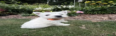 West Highland Terrier 2