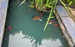 Koi Carp fish for sale: Beautiful Koi Carp Available – Outdoor Pond - Image 1