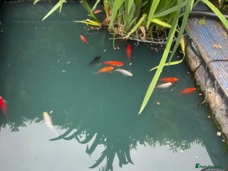 Koi Carp fish - Advert 38