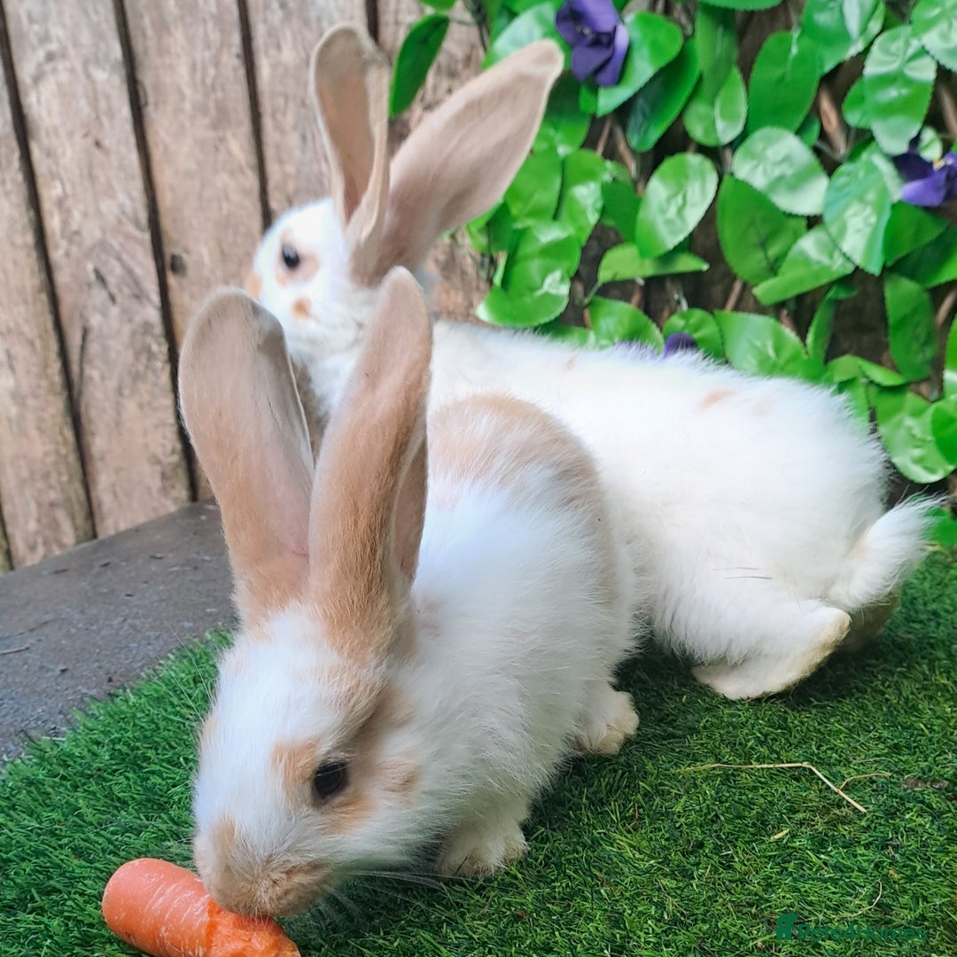 Giant Papillon rabbits for sale: Pure Giant Papillon Kits - Vaccinated - RESERVE - Image 8