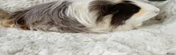 Guinea Pig rodents for sale: 1 boy 6 girls - Advert 9