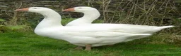 Geese poultry for sale: Breeding Pair Ebden Geese - Advert 1