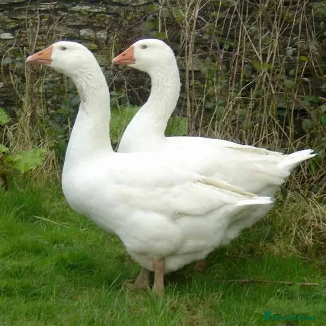 Geese poultry for sale: Breeding Pair Ebden Geese - Advert 1
