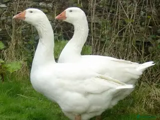 Geese poultry Breeding Pair Ebden Geese - Advert 13