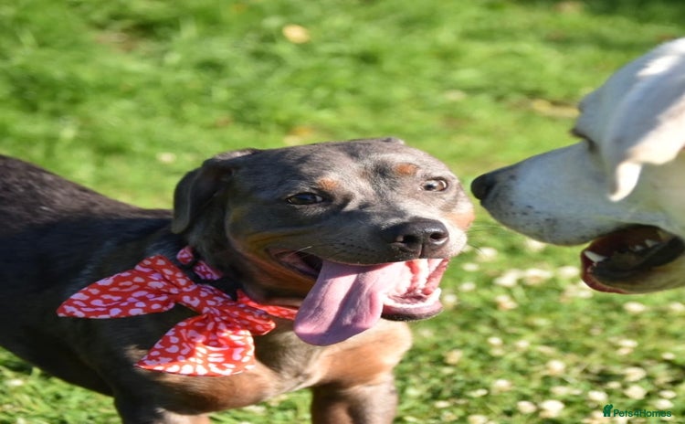 Mixed Breed dogs - Advert 4