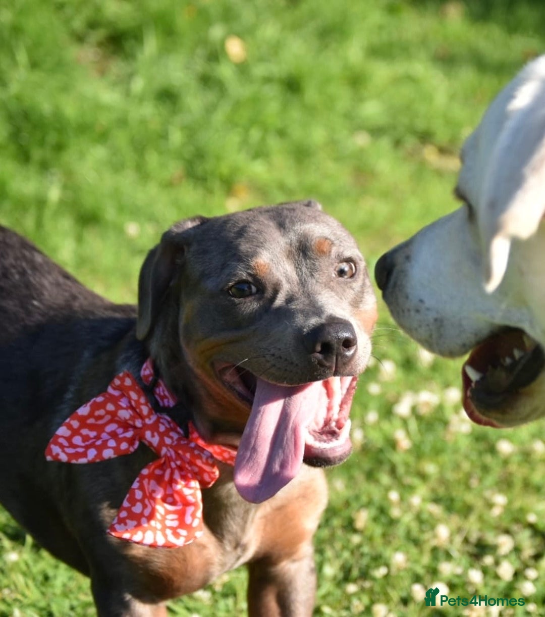 Mixed Breed dogs for sale: Staffy X Dachshund - Image 1