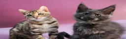 Maine Coon cats for sale: 🔥Black & Smoke Maine Coon Kittens🔥 - Advert 8