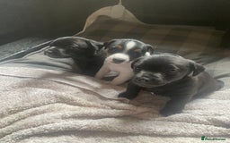 Patterjack dogs for sale: Patterjack and Much wenlock puppies - Image 1