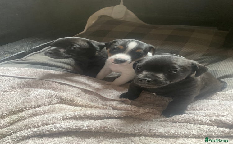 Patterjack dogs - Advert 1