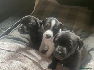 Patterjack dogs - Advert 2