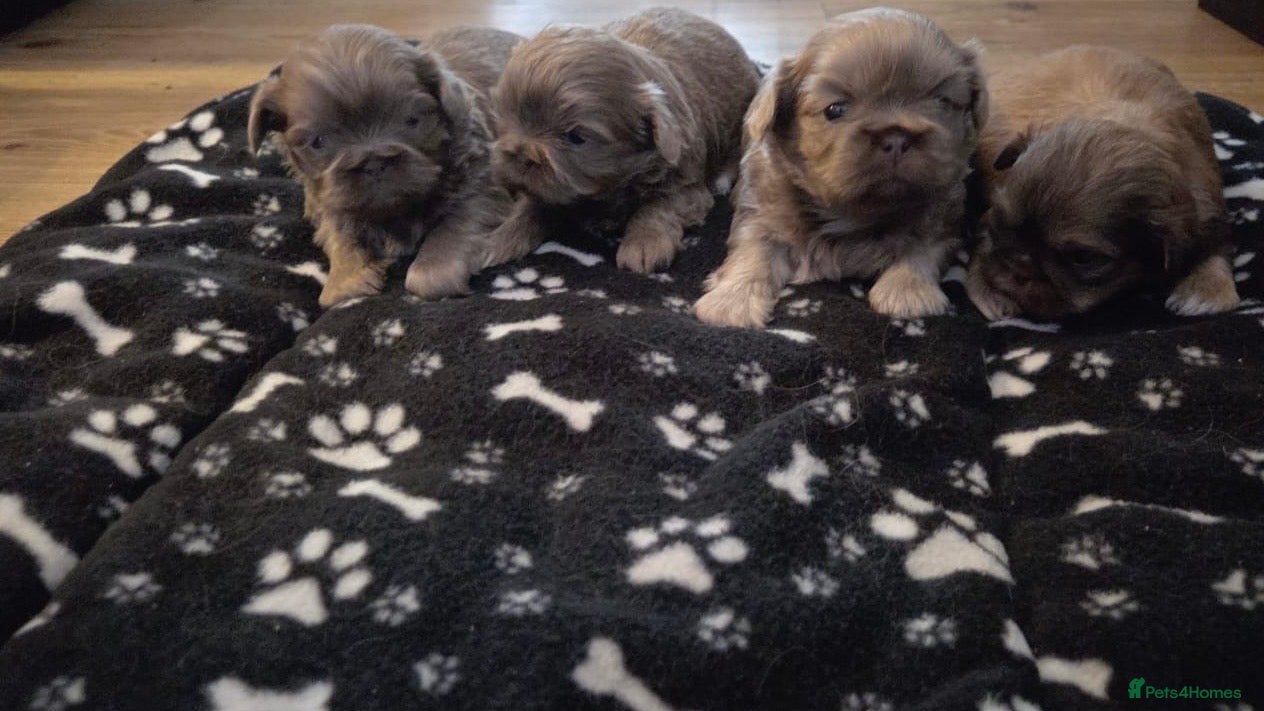 Shih Tzu dogs 4 beautiful stunning shih tzu puppies  - Advert 7