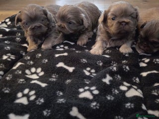 Shih Tzu dogs 4 beautiful stunning shih tzu puppies - Advert 4
