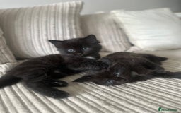 Turkish Angora cats for sale: 2 Beautiful Turkish Angora X Persian Kittens - Image 5