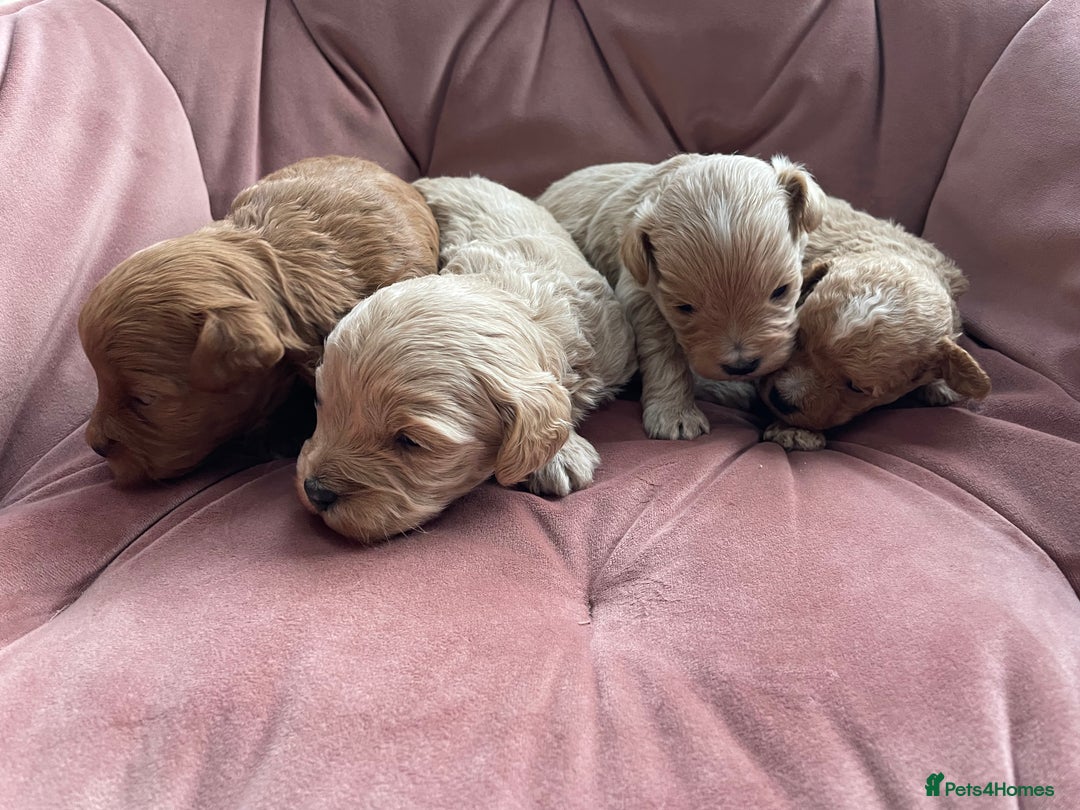 Maltipoo dogs for sale: Beautiful Maltipoo’s - Advert 5