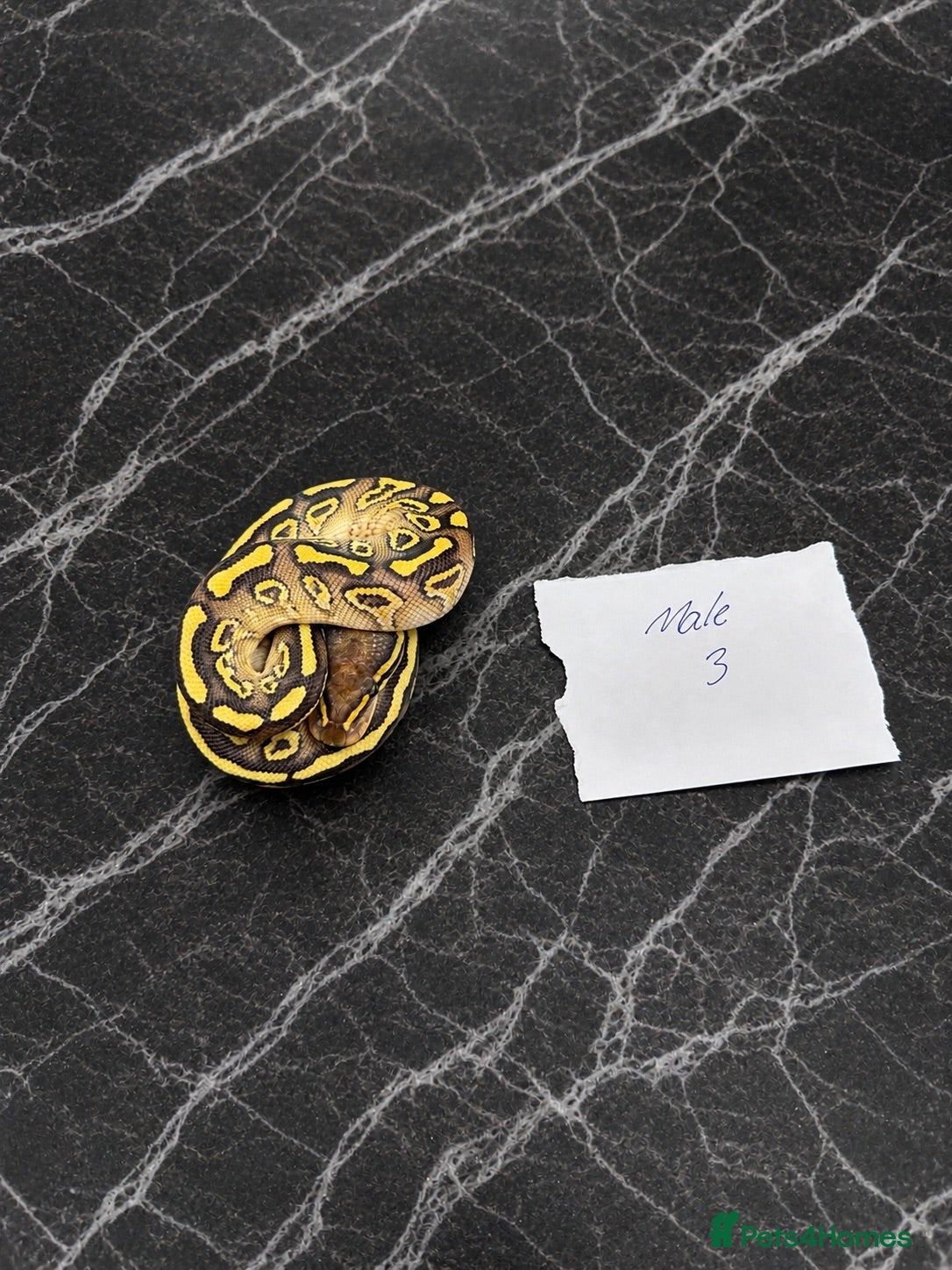 Python Snake reptiles From £50, Royal Python Hatchlings - 100% Het Clown - Advert 1