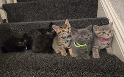 British Shorthair cats for sale: Adorable British kittens. Ready for new home. - Image 10