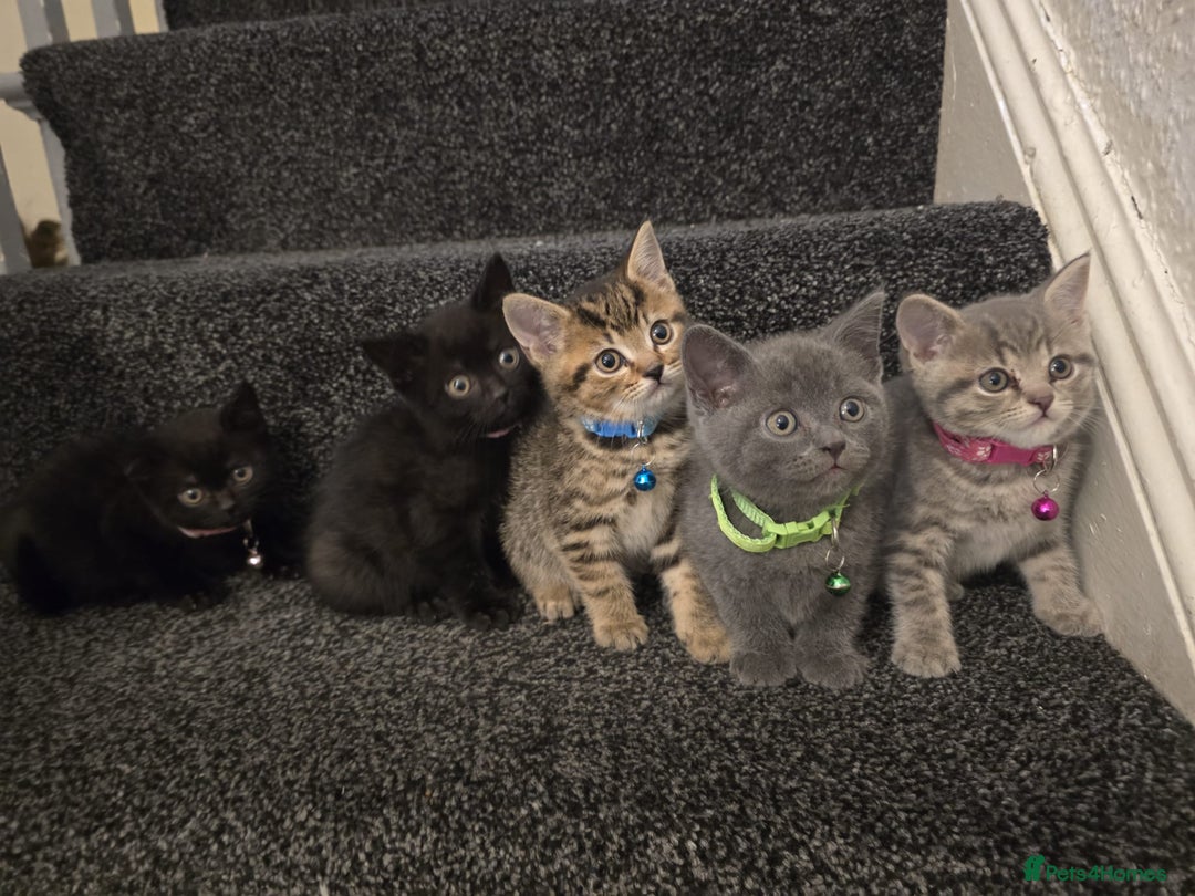 British Shorthair cats for sale: Adorable British kittens. Ready for new home. - Image 10