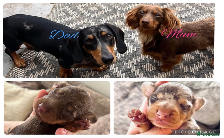 Miniature Dachshund dogs - Advert 15