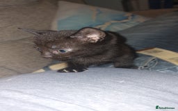 British Shorthair cats for sale: 4 Beautiful Black Kittens  - Image 11