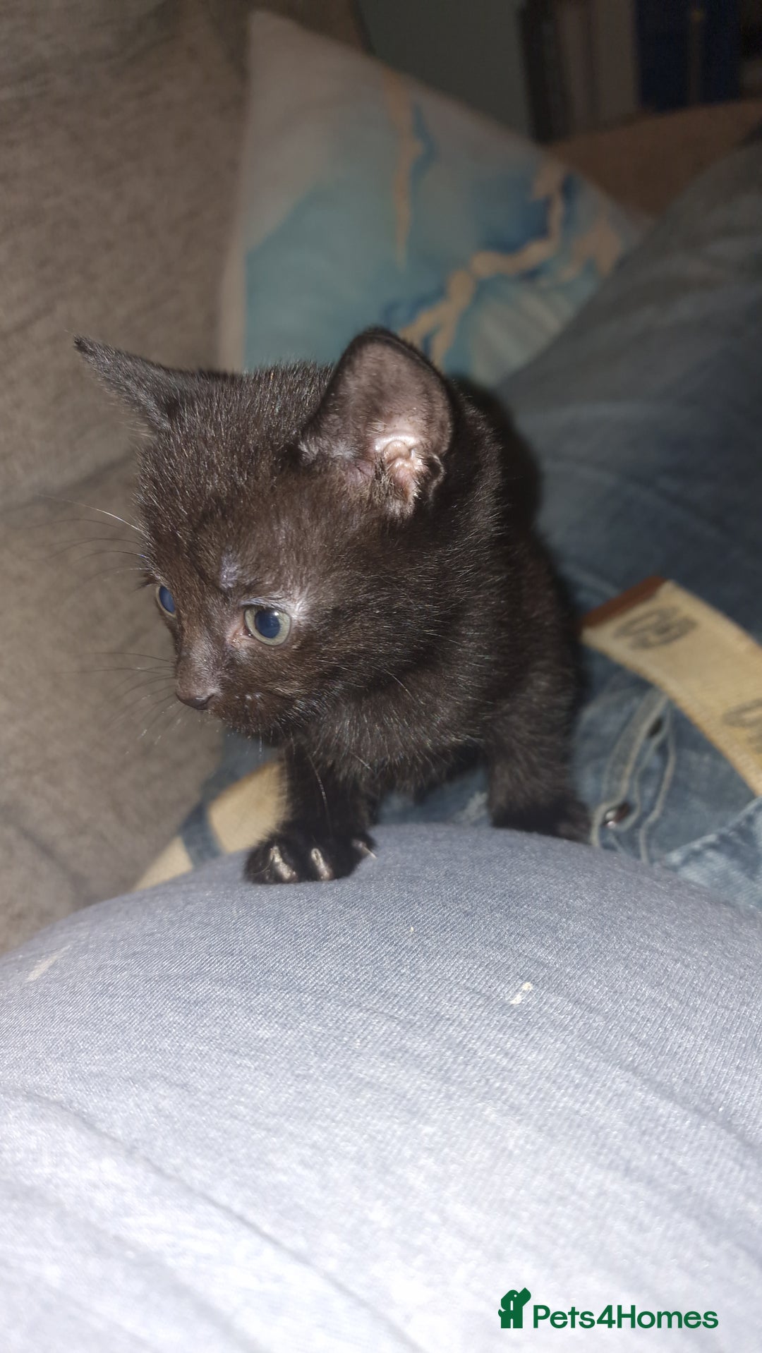 British Shorthair cats for sale: 4 Beautiful Black Kittens  - Image 11