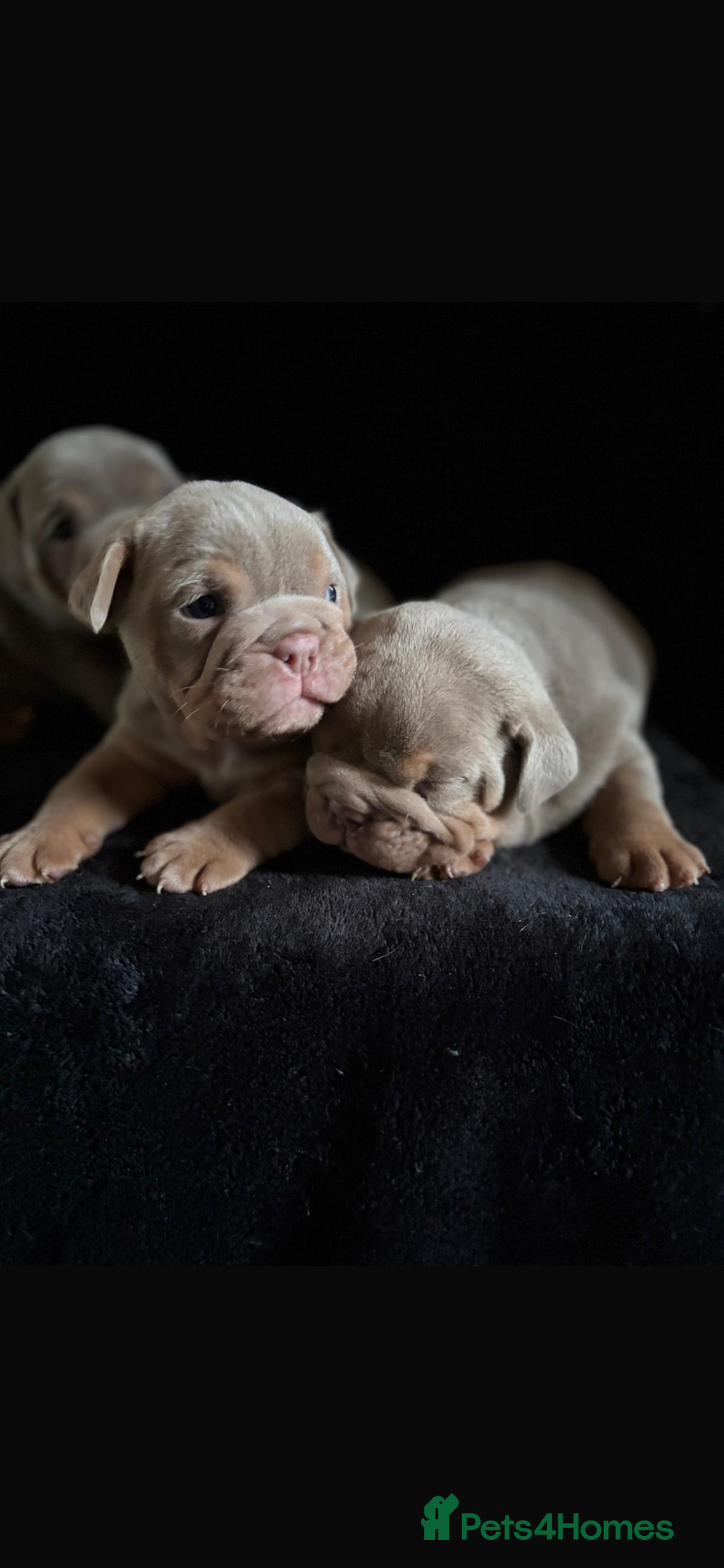 English Bulldog dogs for sale: 2 English bulldog 'lilac' puppies READY 8TH DEC 25 - Advert 7