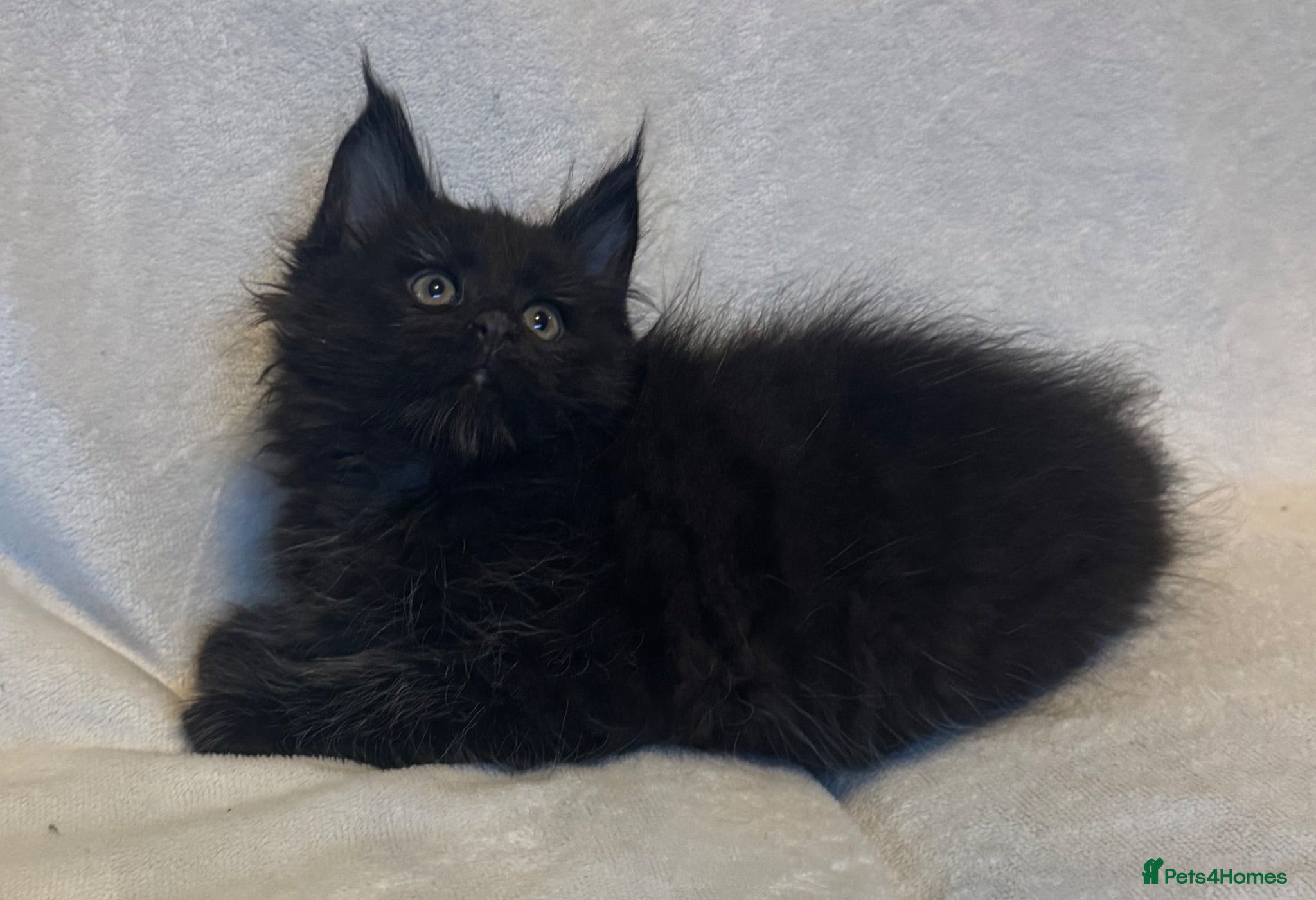 Maine Coon cats Stunning TICA Maine Coon Kittens active possible  - Advert 1