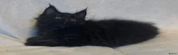 Maine Coon cats for sale: Stunning TICA Maine Coon Kittens active possible  - Advert 25