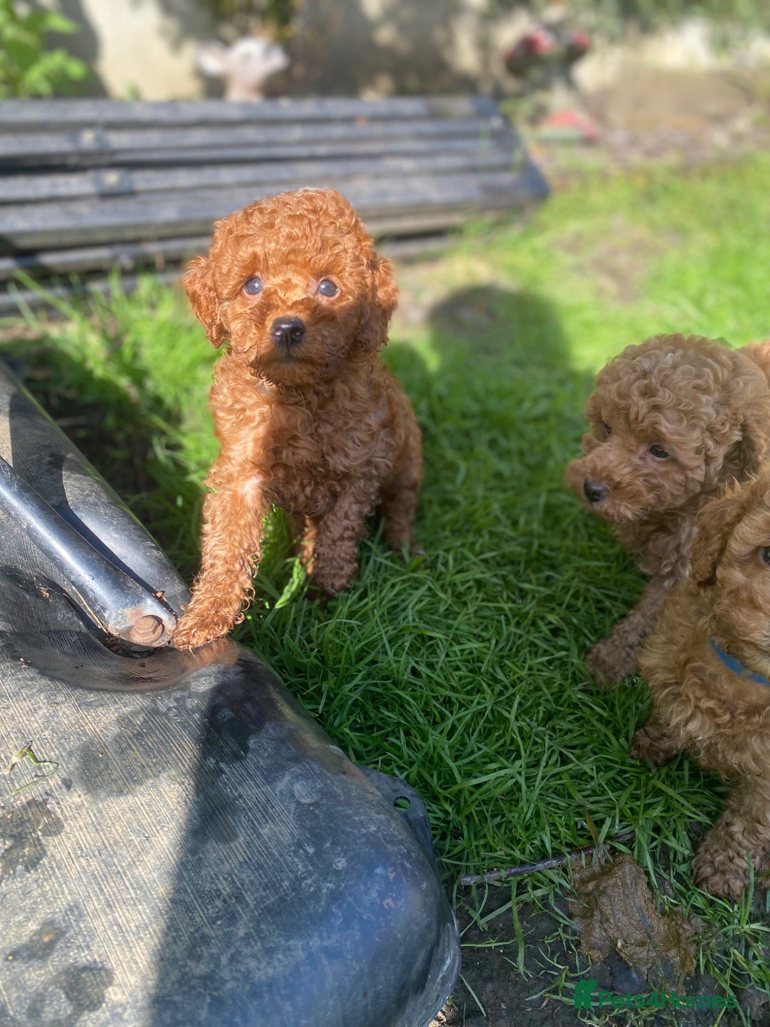Toy Poodle dogs KC Toy Poodles Ready Now - Advert 1
