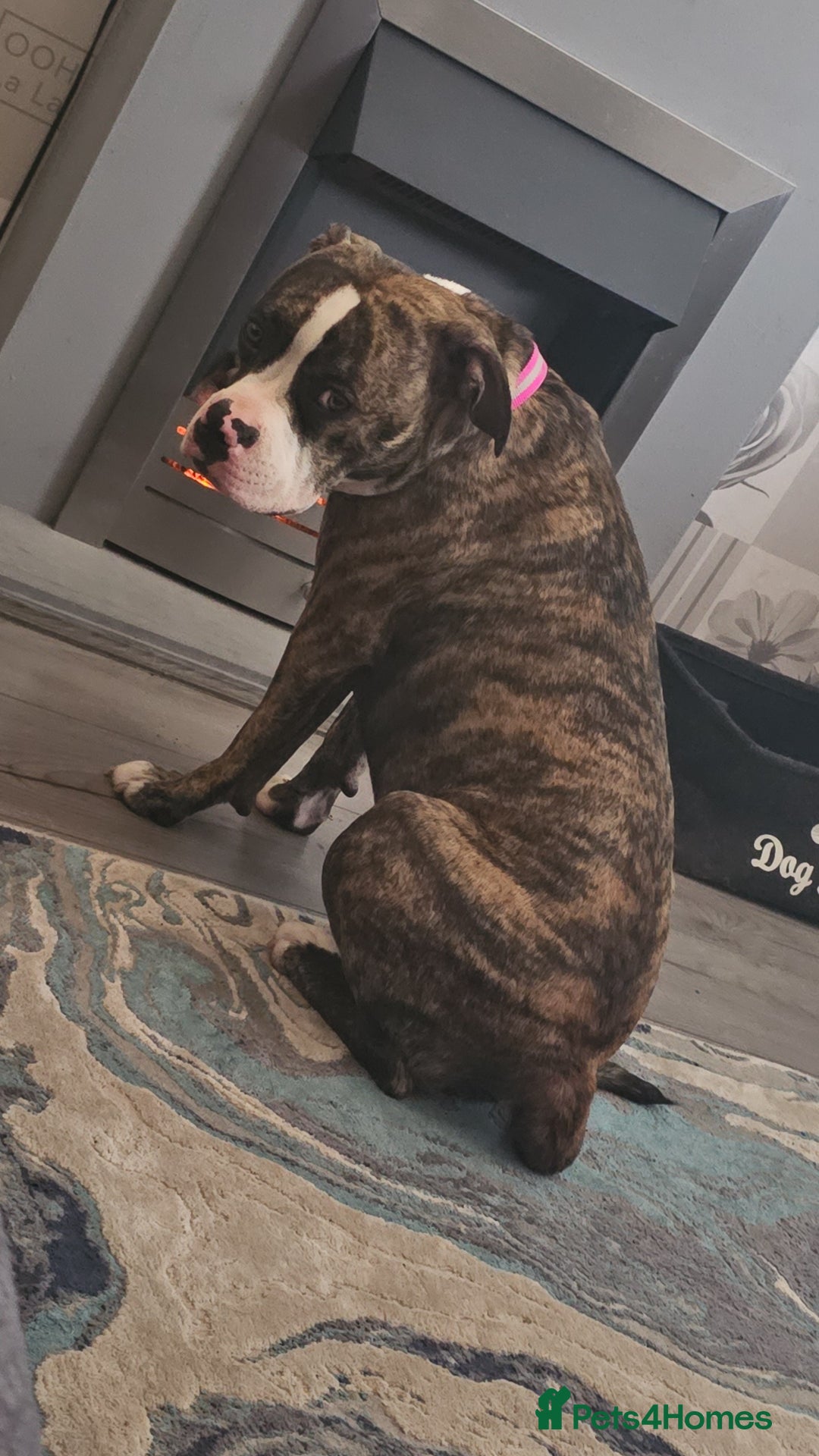 Mixed Breed dogs for sale: Female American bully cross pocket - Advert 3
