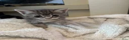 Mixed Breed cats for sale: Grey tabby British shorthair cross kittens - Advert 3