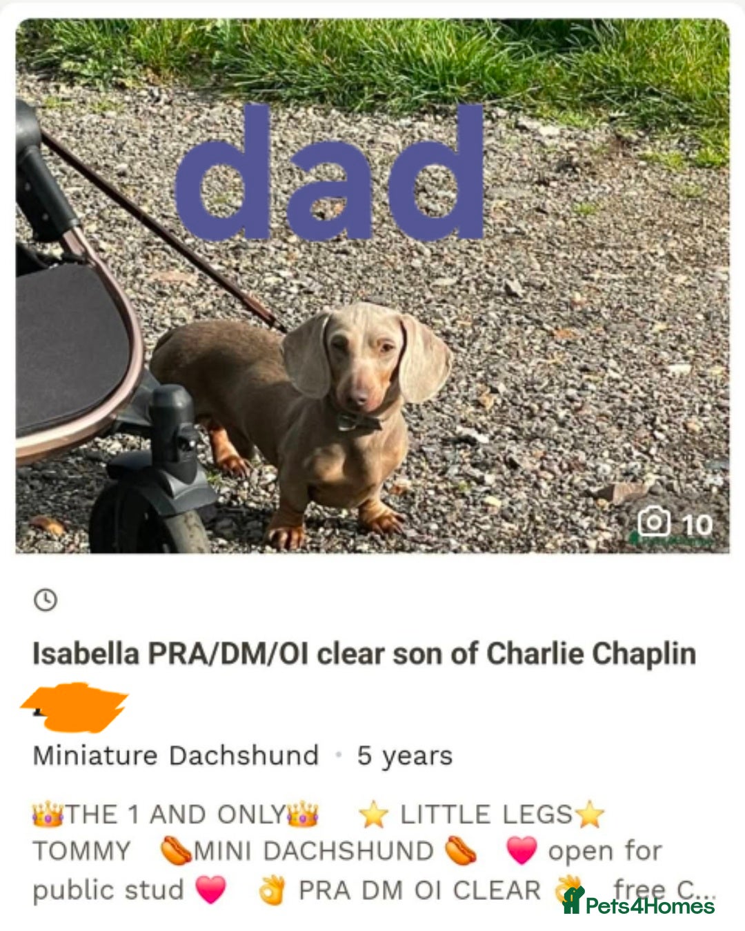 Miniature Dachshund dogs for sale: 1 beautiful kc puppy left ready 25/12/25 - Advert 14