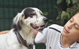 English Setter dogs for adoption: Txispa - Image 12