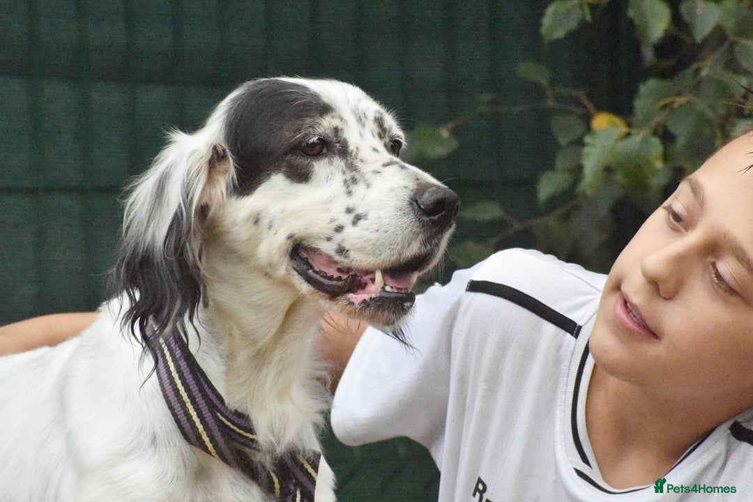 English Setter dogs for adoption: Txispa - Image 12