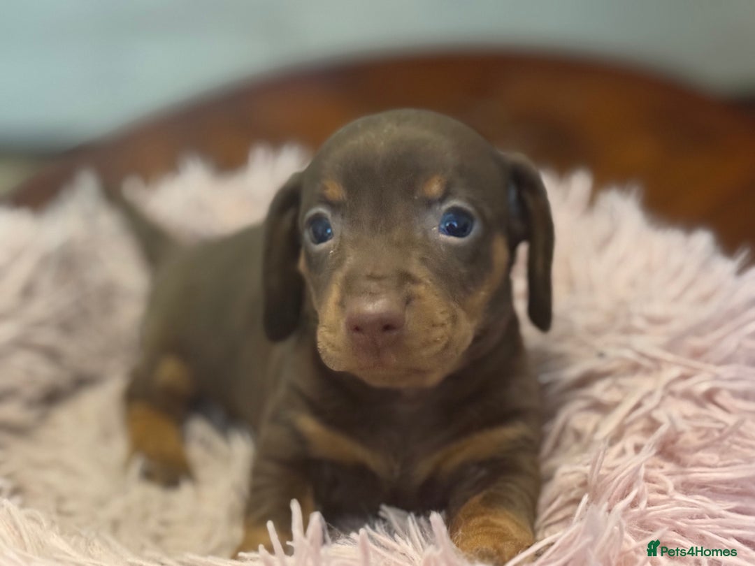 Miniature Dachshund dogs for sale: Adorable miniature dachshund  - Image 19
