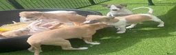Whippet dogs for sale: Beautiful whippet babies! in Ashton-under-Lyne - Advert 10