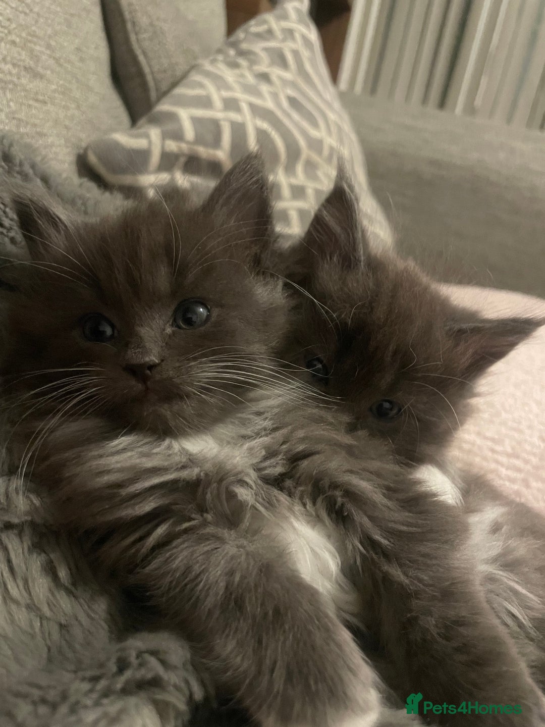 Ragdoll cats for sale: 4 maincoon x ragdoll kittens - Advert 24