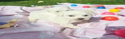Maltese dogs for sale: 🐾Only 1 boy left🐾 - Advert 16