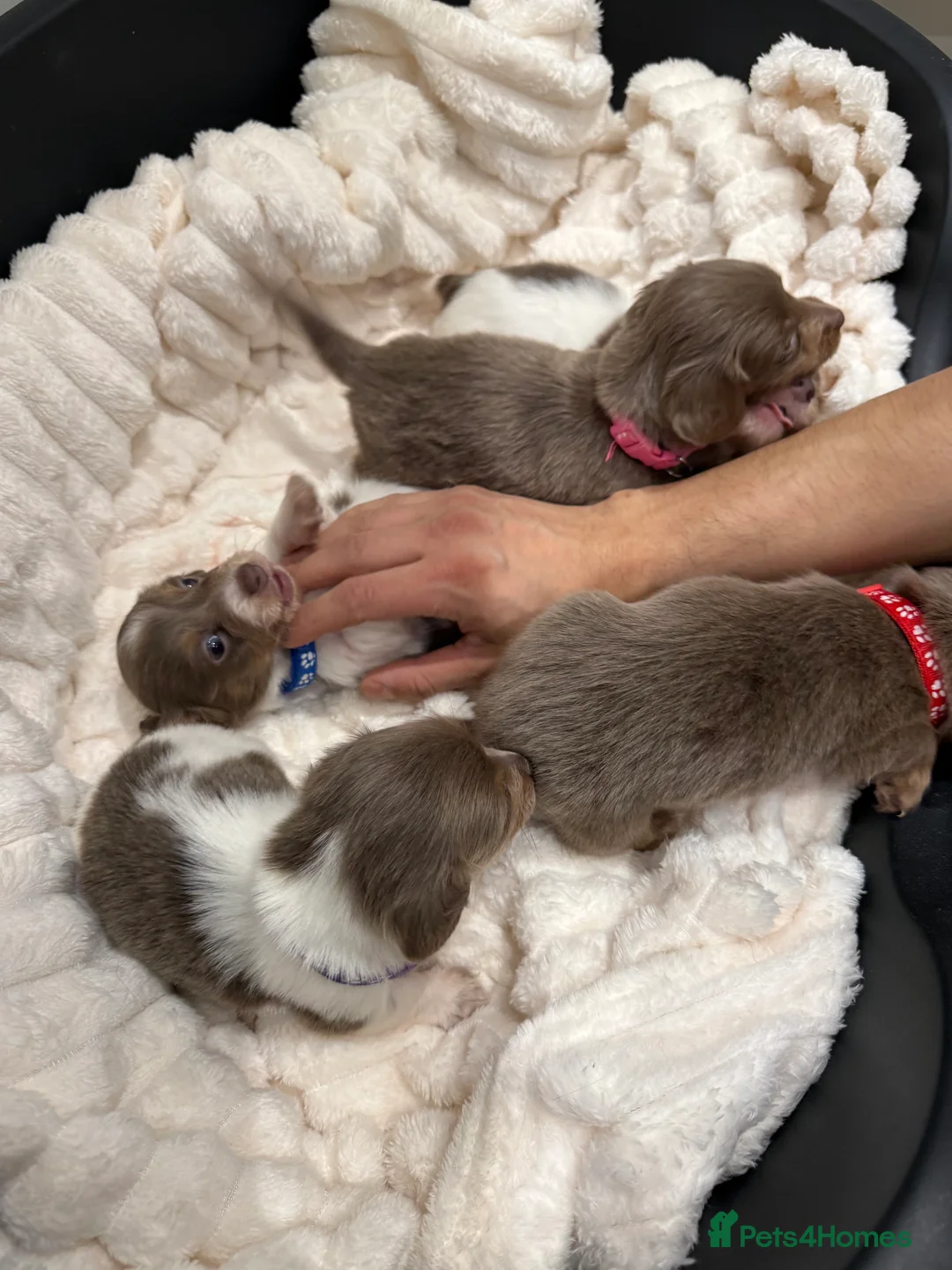 Miniature Dachshund dogs for sale: Stunning KC litter of Longhaired Minnies  - Advert 12